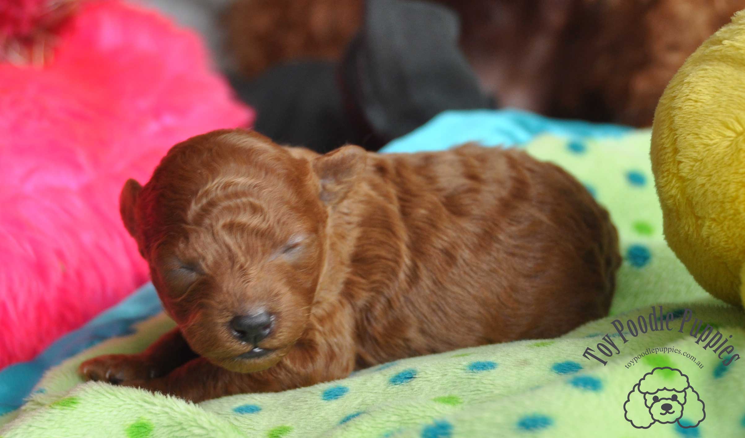 newborn toy poodle
